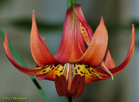 {Lilium canadense}